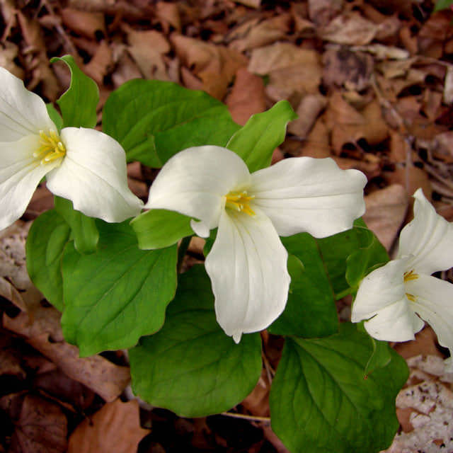 Trillium grandiflorum