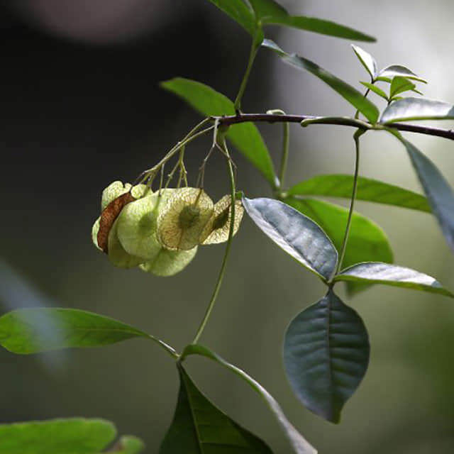 Ptelea trifoliata