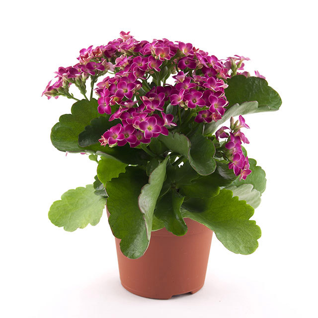 Kalanchoe Passion Dione White Cottony Spots