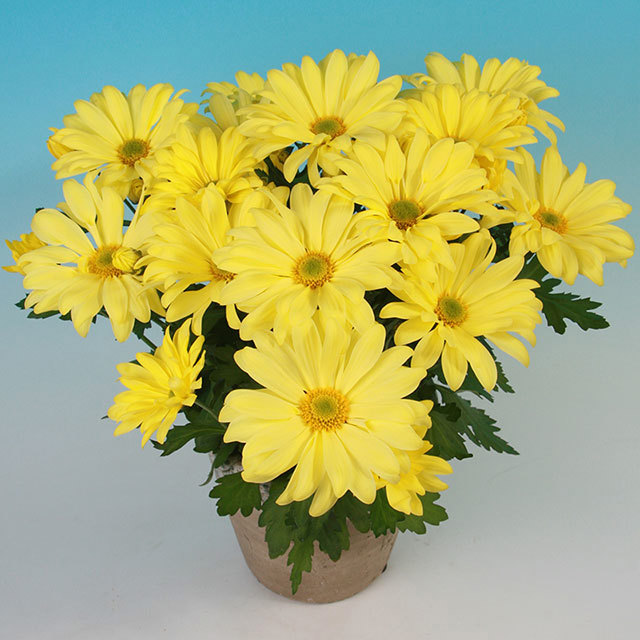 Chrysanthemum Victor Yellow Fine Webbing