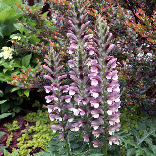 Acanthus spinosus