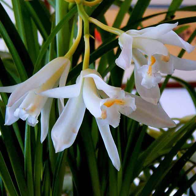 Cymbidium mastersii Drooping Leaves