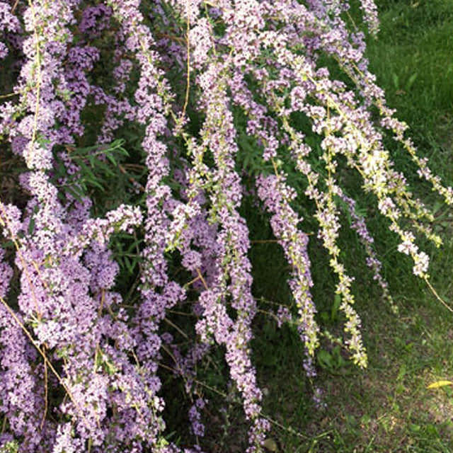 Buddleja alternifolia