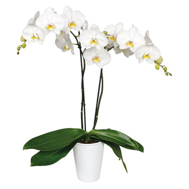 Phalaenopsis Cambridge White Powder
