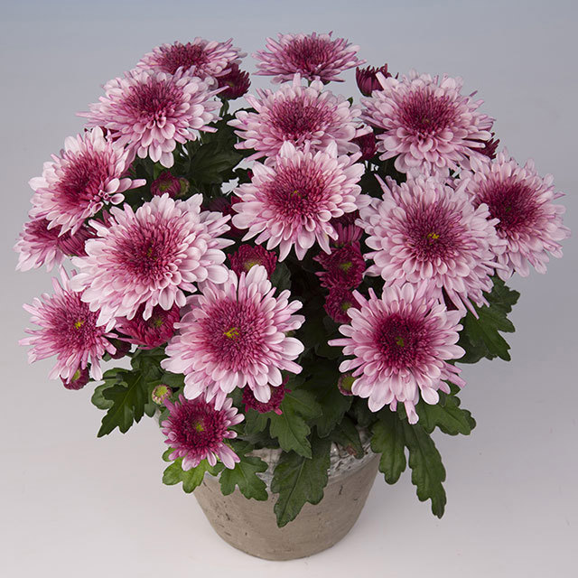 Chrysanthemum Maicon Ragnatele sottili