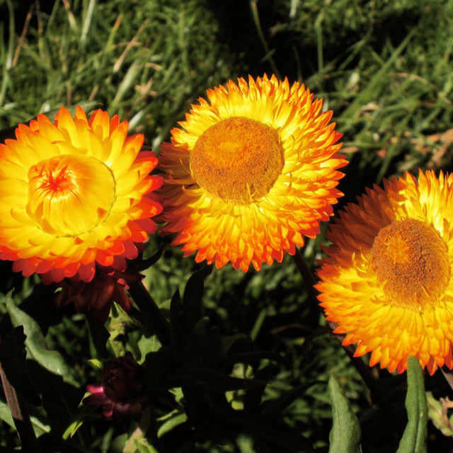Xerochrysum bracteatum