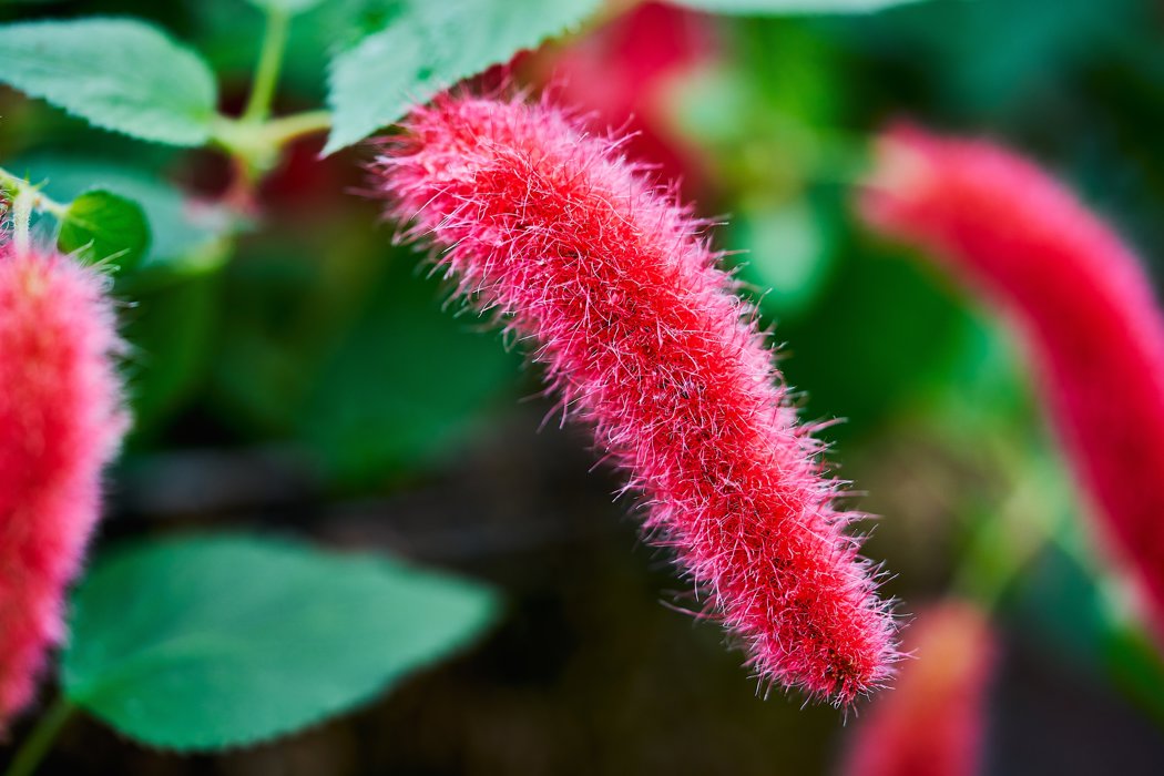 Acalypha reptans