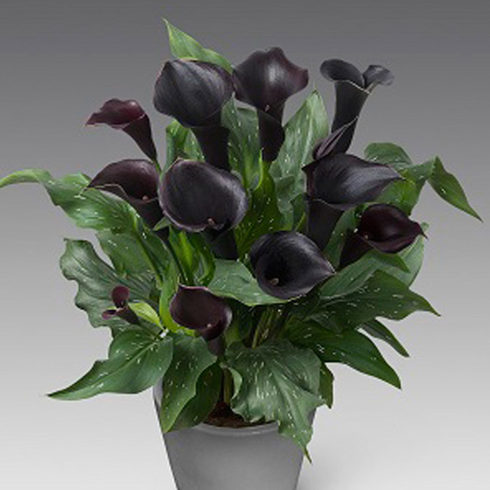 Zantedeschia Captain Beretta Fine Webbing