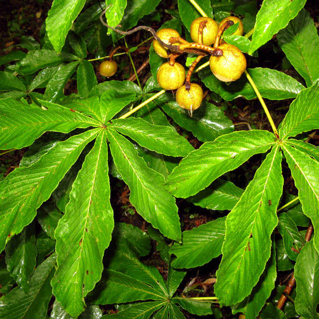 Aesculus turbinata