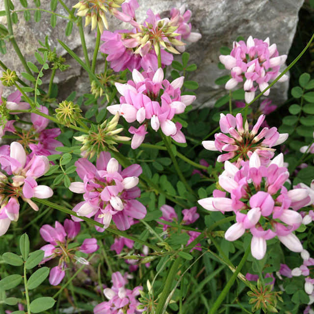Coronilla varia