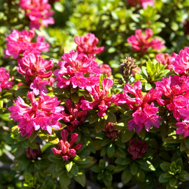 Rhododendron ferrugineum Sudden Leaf Drop