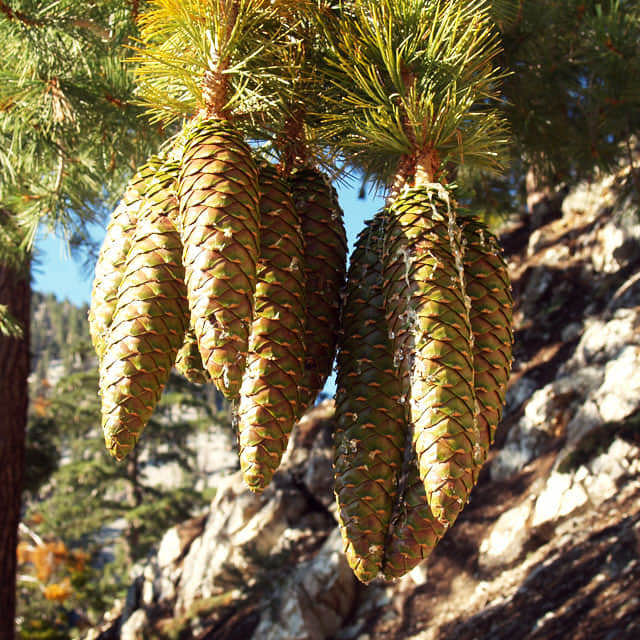 Pinus lambertiana