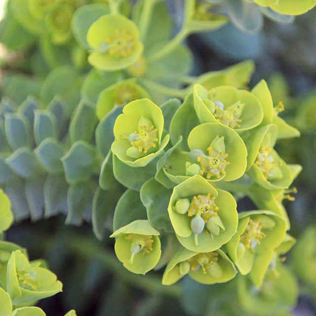 Euphorbia rigida Macchie bianche cotonose