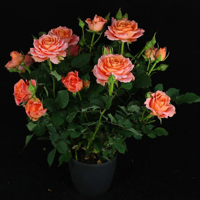 Mini Rose Savanna Ovation Fine Webbing