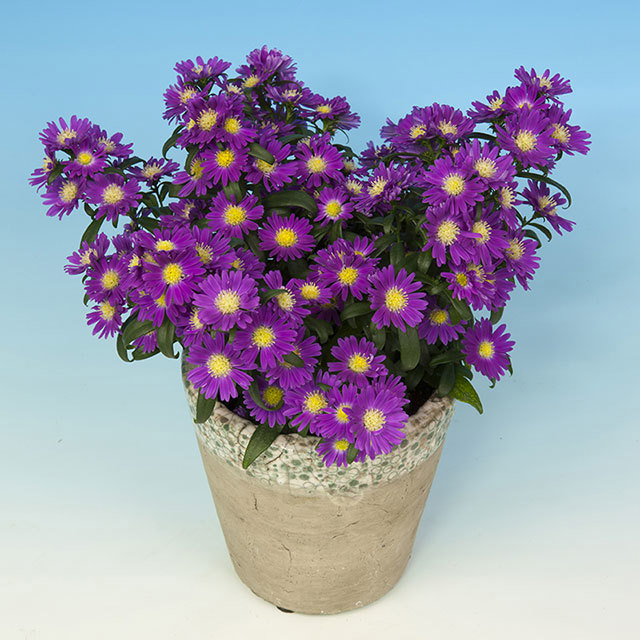 Chrysanthemum Summer Surprise Cleo Fine Webbing