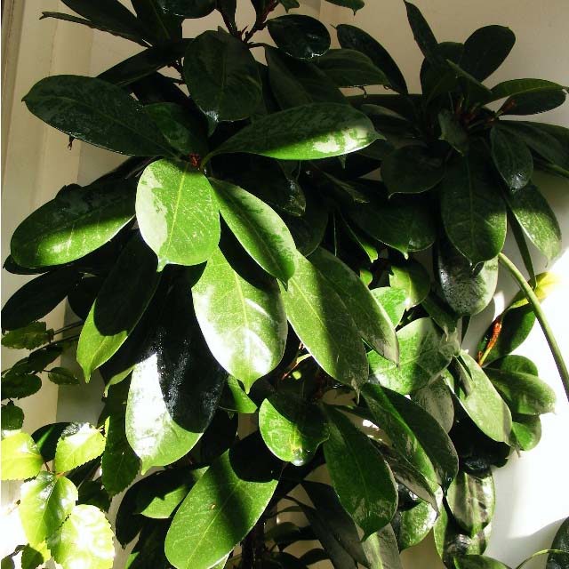 Ficus cyathistipula