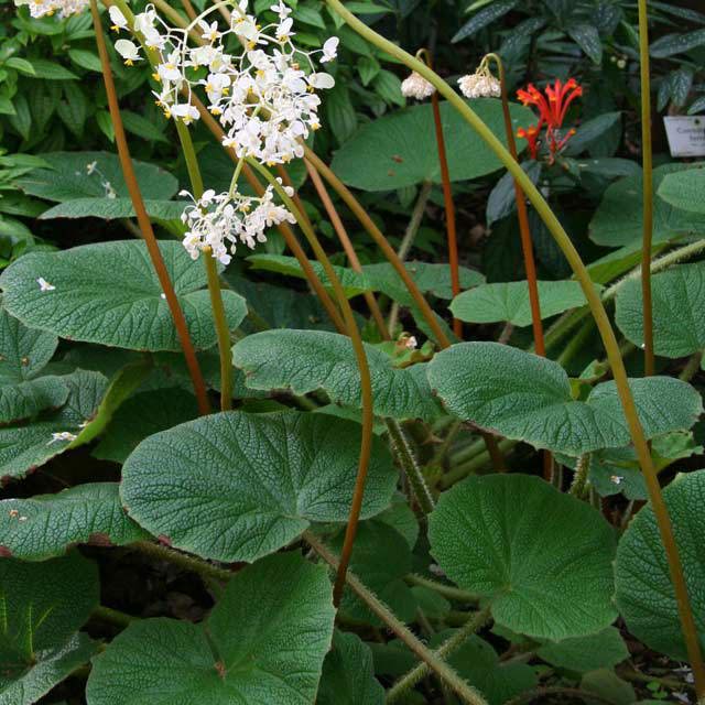 Begonia megalophyllaria