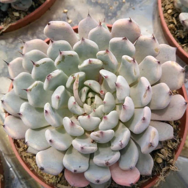 Echeveria Zaragosa White Cottony Spots