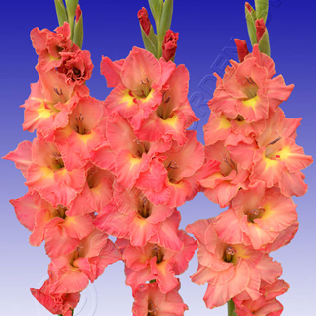 Gladiolus Vivaldi