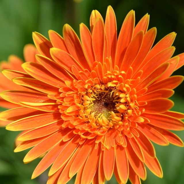 Gerbera jamesonii Drooping Leaves
