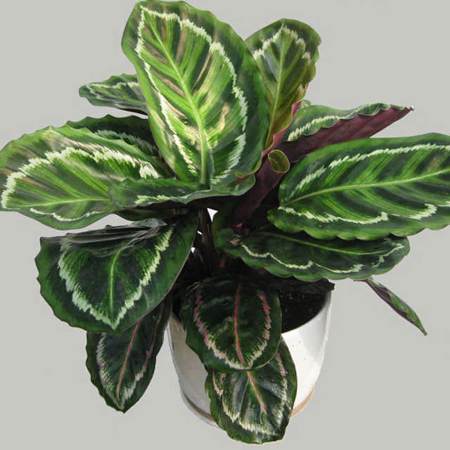 Maranta arundinacea