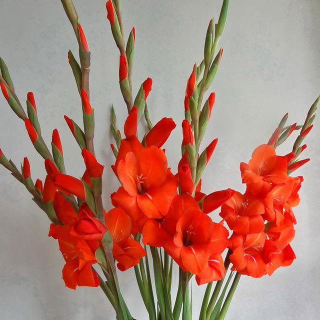 Gladiolus hybrid