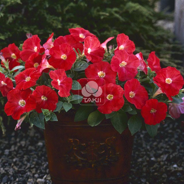 Petunia Trilogy F1 Scarlet