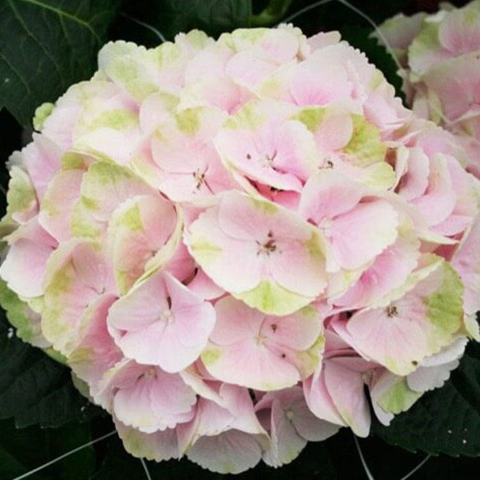 Hydrangea macrophylla Magical Blossom Sticky Leaves