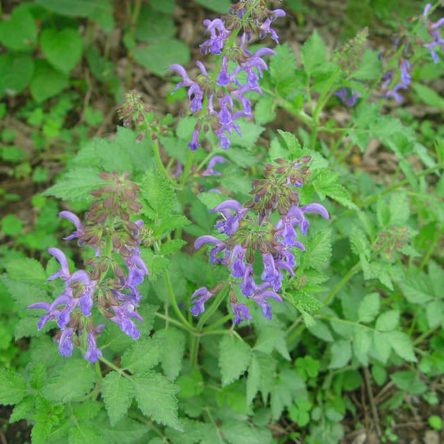 Salvia clevelandii