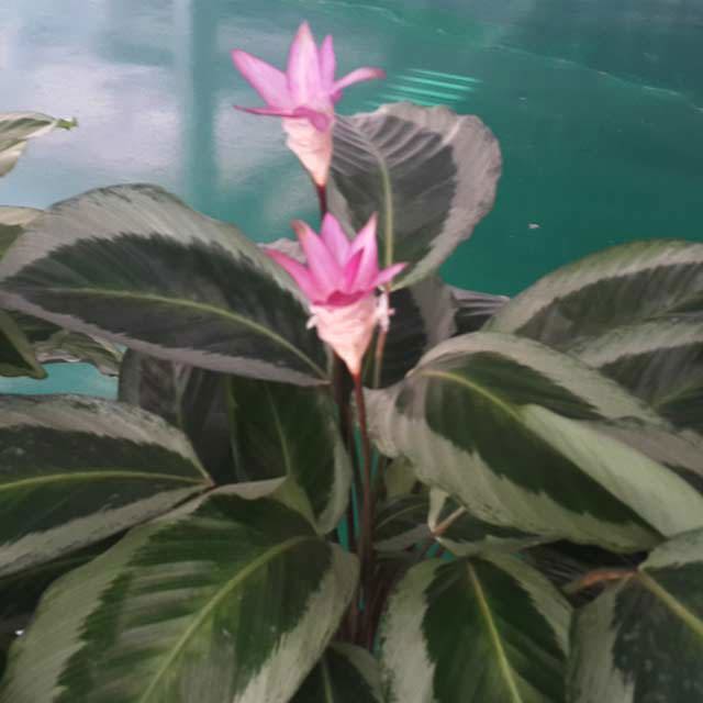 Calathea loeseneri