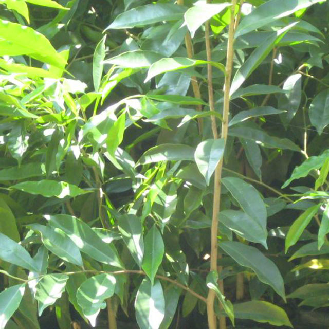 Aquilaria sinensis