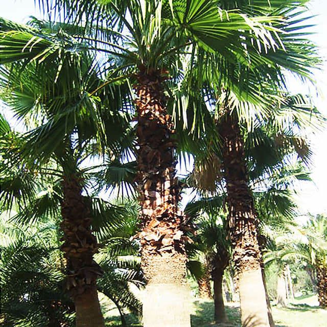 Washingtonia Robusta Yellow Leaves