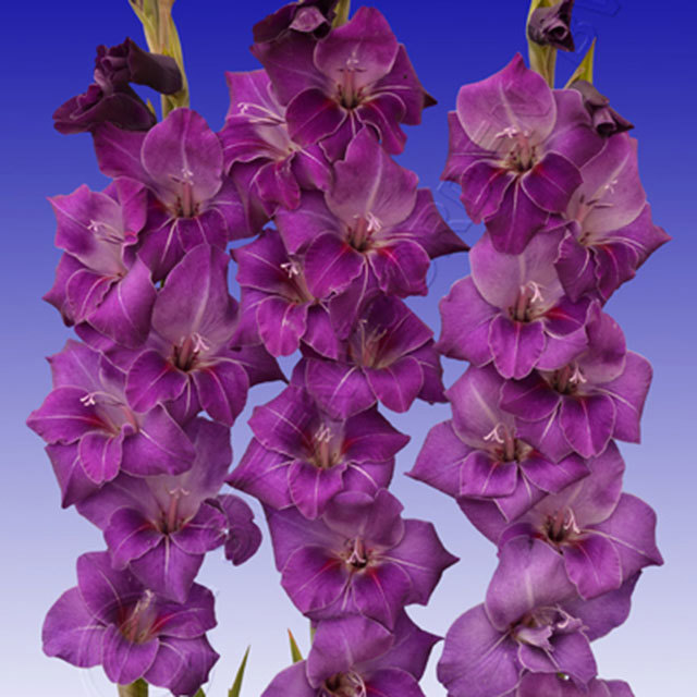 Gladiolus Violetta