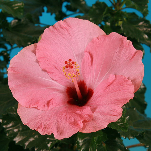 Hibiscus rosa sinensis Cheerleader Baby Pink Brown Leaf Tips