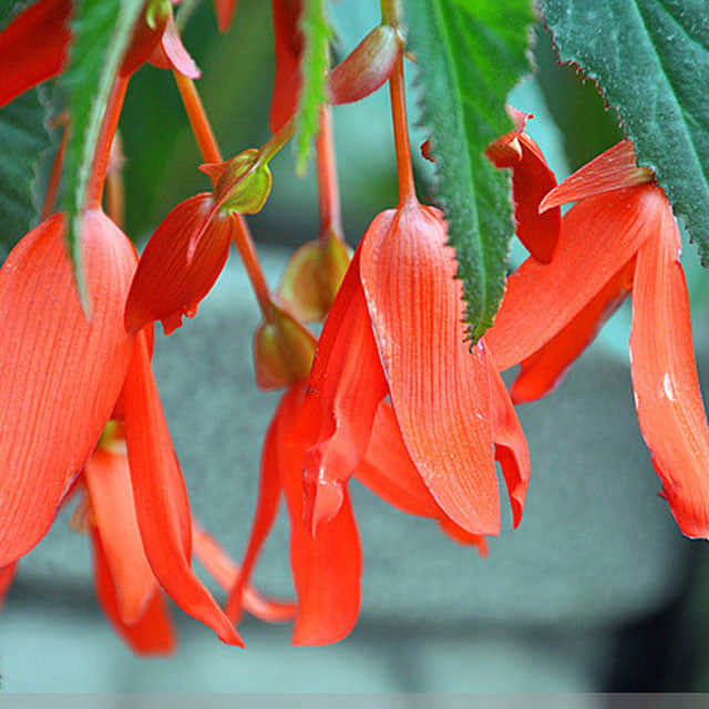 Begonia boliviensis