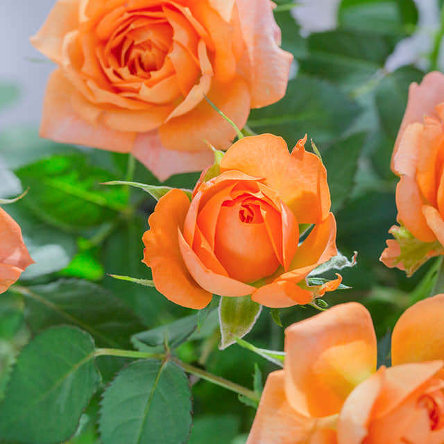 Orange Mini Rose