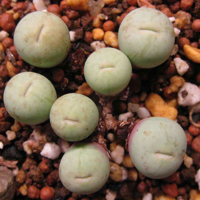 Conophytum vanzylii Macchie bianche cotonose