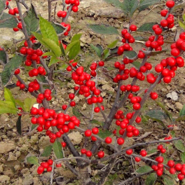Ilex verticillata