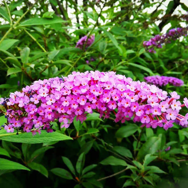 Buddleja Lindleyana