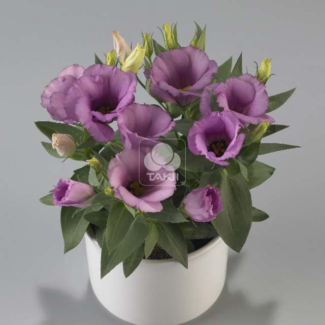 Eustoma grandiflorum Carmen F1 Lilac