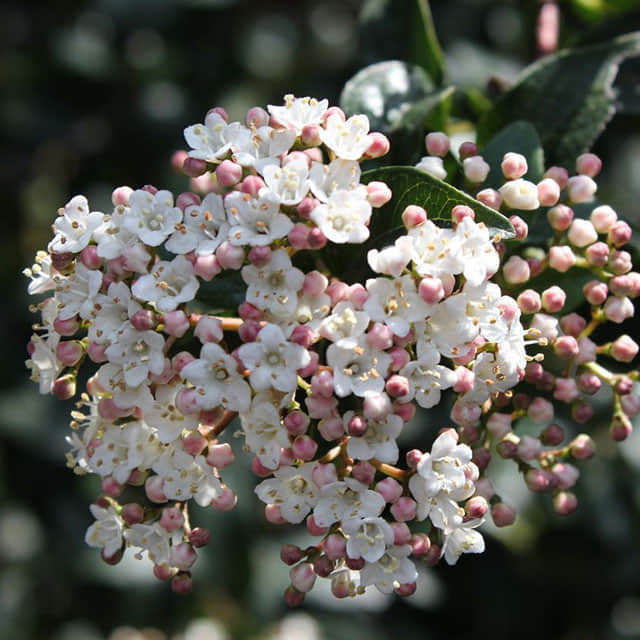 Viburnum tinus