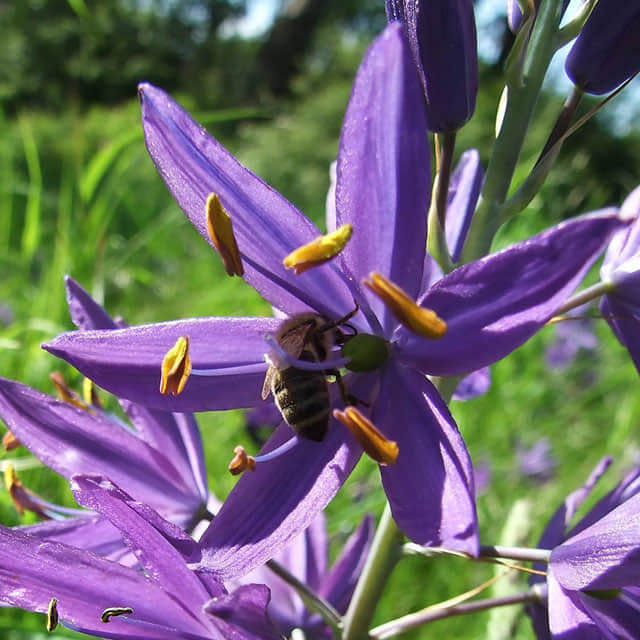 Camassia leichtlinii