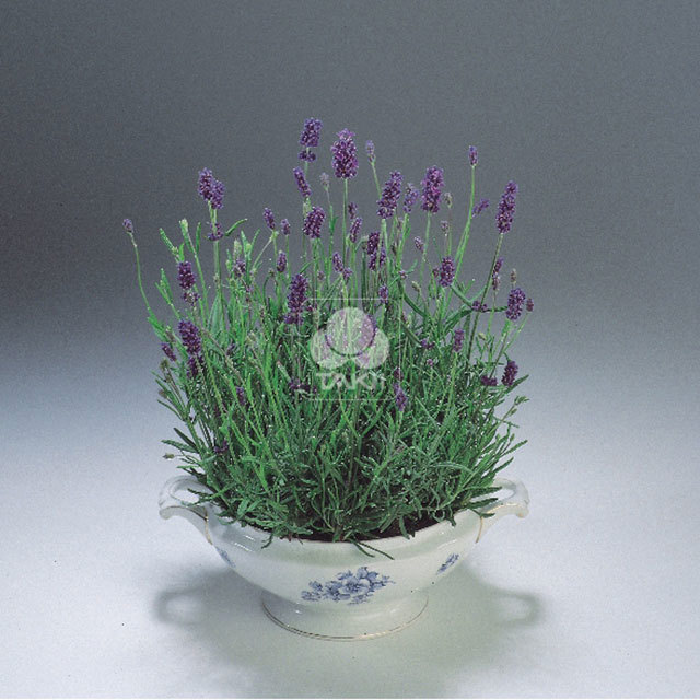 Lavandula angustifolia Blue River