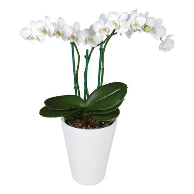 Phalaenopsis Niagara