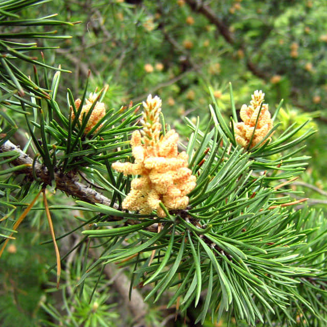Pinus banksiana