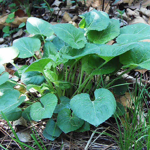 Asarum caudatum