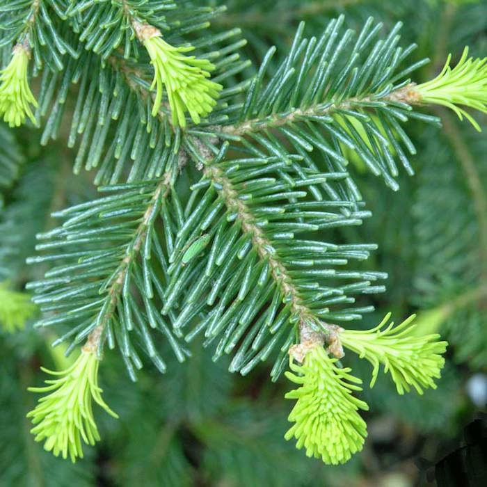 Abies lasiocarpa