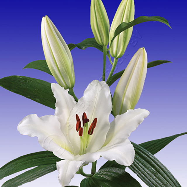 Lilium Oriental Cantarino Ragnatele sottili