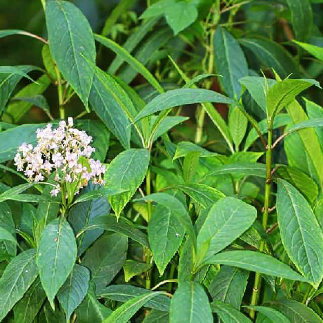 Dichroa febrifuga