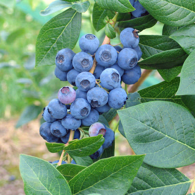 Vaccinium corymbosum